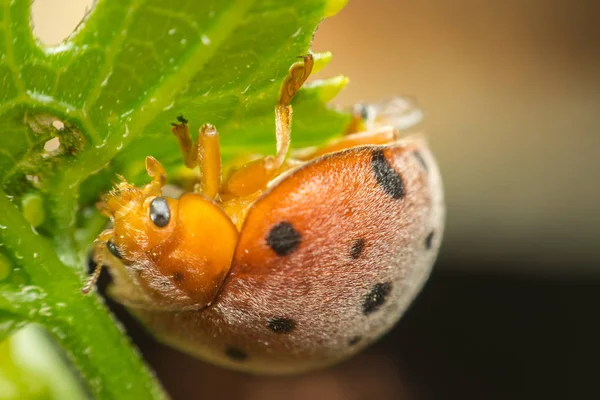 Macro of bug insect (Ladybug) on leaf in nature — Stock Photo, Image