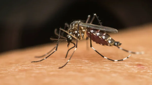 Macro van mug (Aedes aegypti) zuigen bloed — Stockfoto