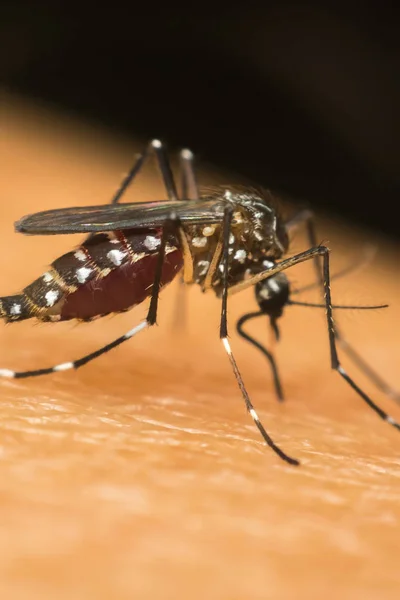 Macro de mosquito (Aedes aegypti) chupando sangre —  Fotos de Stock