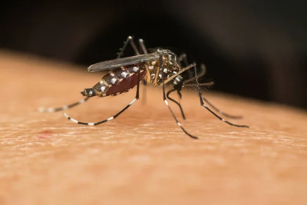 Macro van mug (Aedes aegypti) zuigen bloed — Stockfoto