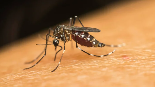 Macro van mug (Aedes aegypti) zuigen bloed — Stockfoto