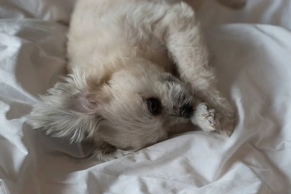 Édes kutya alszik fekszik egy ágyban, fehér fátyol — Stock Fotó