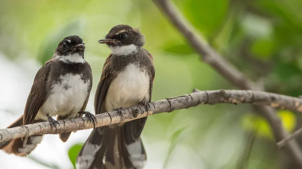 Dos pájaros (Pied Fantail Flycatcher) en la naturaleza salvaje — Foto de Stock