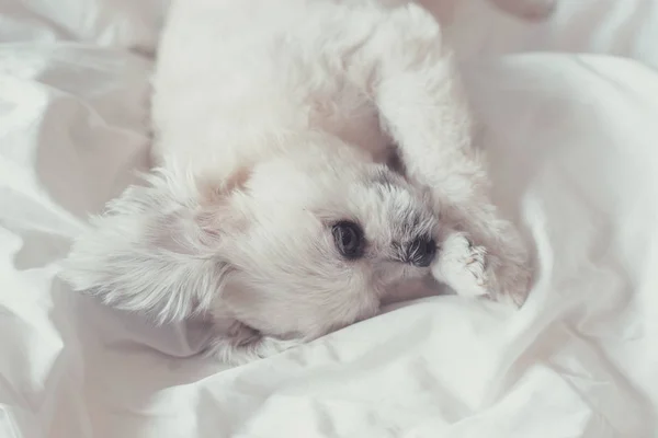 Dulce perro sueño se encuentra en una cama de velo blanco —  Fotos de Stock