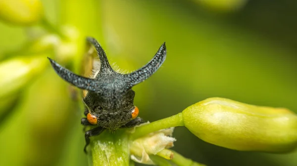 Makro av märkliga treehopper är liten bugg i naturen — Stockfoto