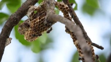 Doğa içinde belgili tanımlık yuva üzerinde Hymenoptera
