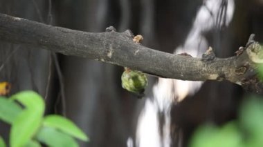 Kuş içi boş ağaç gövdesi (Coppersmith kaniş)