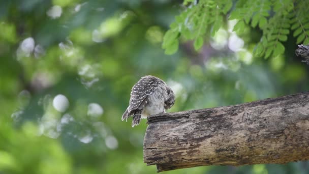 Oiseau (Chouette tachetée ; Chouette) sur un arbre — Video