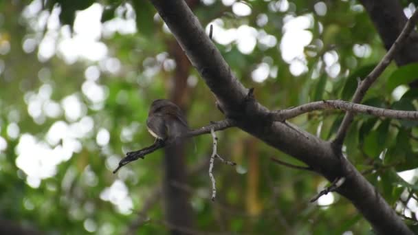 Fågel (Pied solfjäderstjärt flugsnappare) på ett träd — Stockvideo