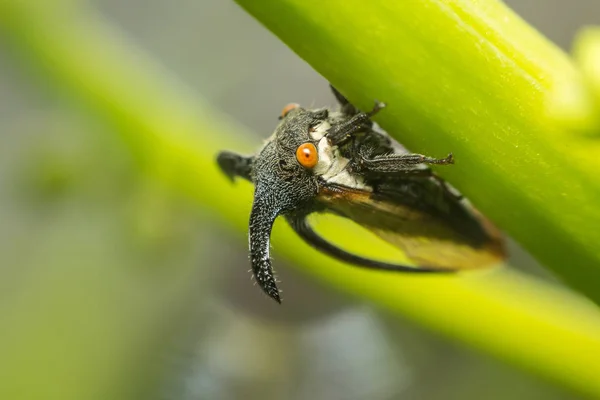 Makro podivné treehopper je malá chyba v přírodě — Stock fotografie