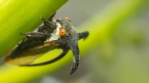 Macro of Strange treehopper is small bug in nature — Stock Photo, Image