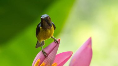 Kuş muz çiçeği (Brown gerdanlı sunbird)
