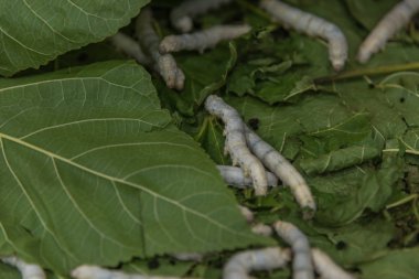 Sarı liflerinin ipek koza oluşturur için ipekböceği