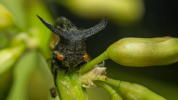 이상한 treehopper의 매크로 실제로 작은 버그 — 스톡 사진