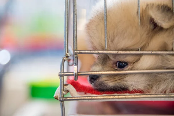 Puppy pomeranian breed in cage dog with sadness — Stock Photo, Image