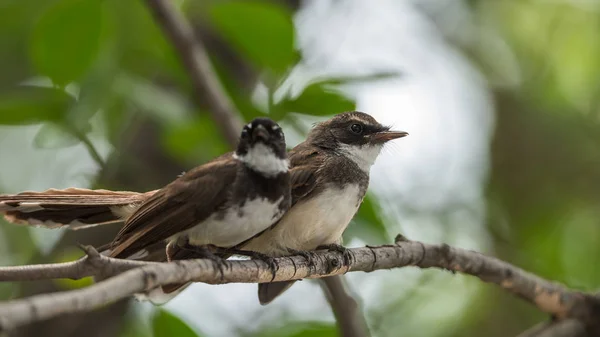 Dos pájaros (Pied Fantail Flycatcher) en la naturaleza salvaje — Foto de Stock