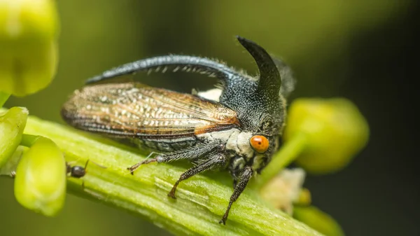 Makro av märkliga treehopper är liten bugg i naturen — Stockfoto