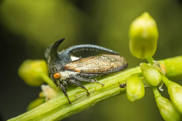 Macro of Strange treehopper es un pequeño insecto en la naturaleza — Foto de Stock