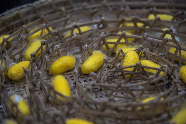 Baco da seta per creare un bozzolo di seta di fibre gialle — Foto Stock