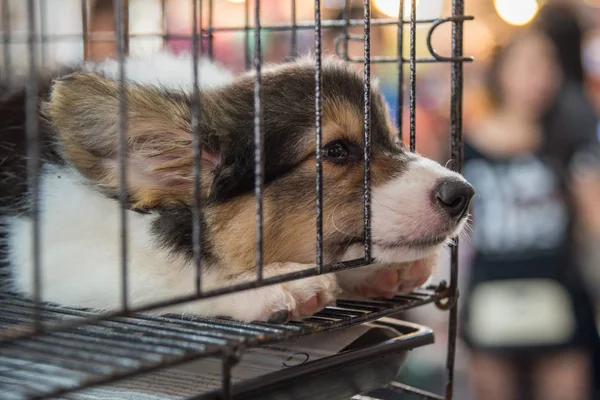 Puppy in cage dog with sadness — Stock Photo, Image