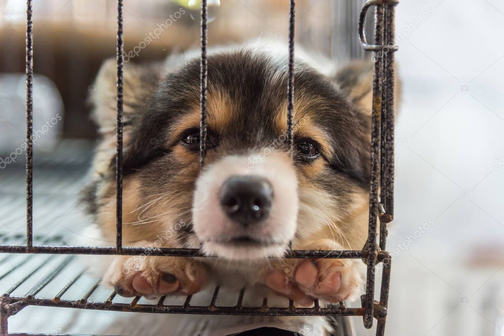 Puppy in cage dog with sadness