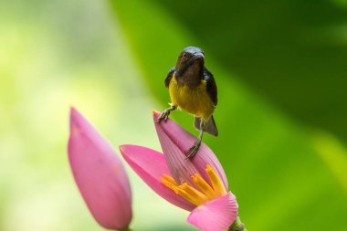 Kuş muz çiçeği (Brown gerdanlı sunbird)