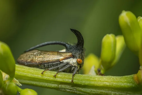 Macro of Strange treehopper is small bug in nature — Stock Photo, Image