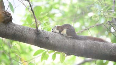 Vahşi doğada bir ağaçta sincap kahverengi renk