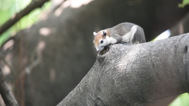 Eekhoorn bruine kleur op een boom in de wilde natuur — Stockvideo