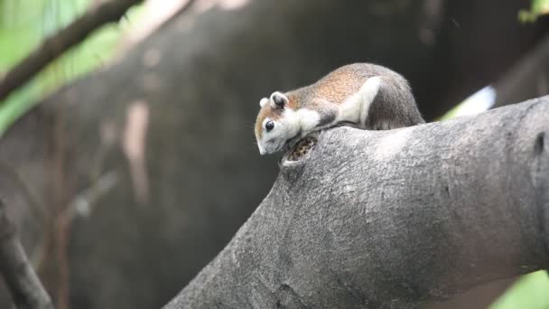 Esquilo cor marrom em uma árvore na natureza selvagem — Vídeo de Stock