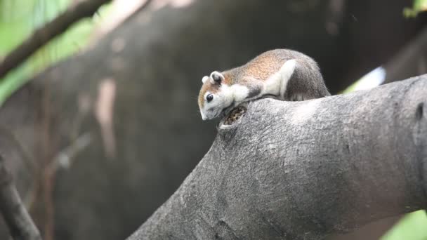 Squirrel brown color on a tree in the nature wild — Stock Video