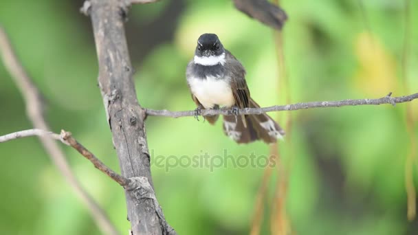 Bird (Pied Fantail Flycatcher) on a tree — Stock Video