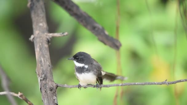 Pták (Pied Fantail Flycatcher) na stromě — Stock video