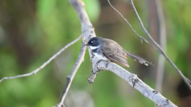 Ptak (Pied Fantail Flycatcher) na drzewie — Wideo stockowe