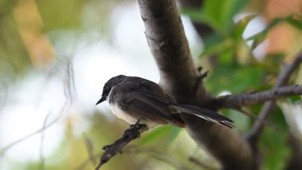 Bird (Pied Fantail Flycatcher) on a tree — Stock Video