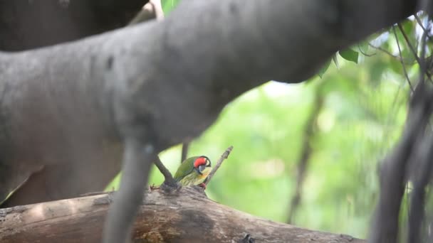 Egy vadon élő madár (Sárgatorkú bajszika) — Stock videók