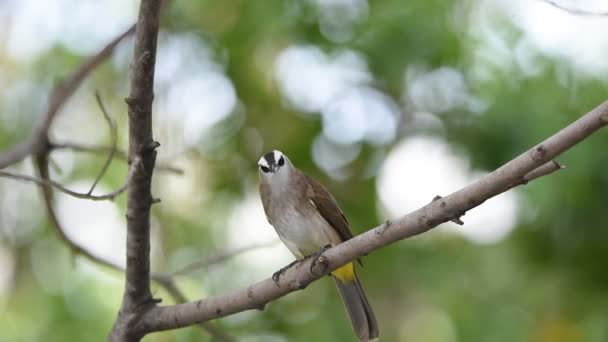 Pájaro (Bulbul con ventilación amarilla) en un árbol — Vídeos de Stock