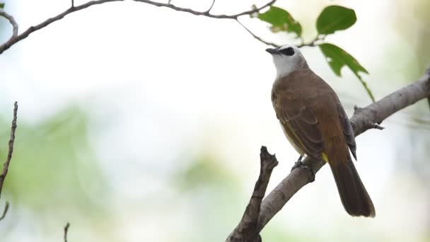 Bird (Yellow-vented Bulbul) on a tree — Stock Video