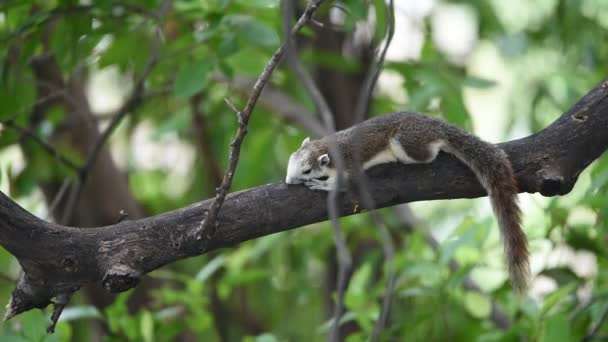 Σκίουρος καφέ χρώμα σε ένα δέντρο στην άγρια φύση — Αρχείο Βίντεο