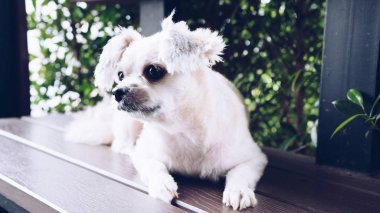 Seyir bir şey kafede oturan köpek