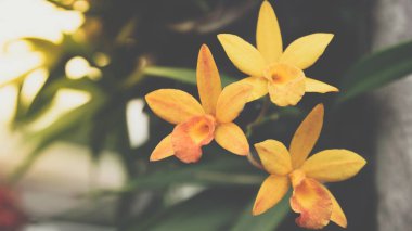 Çiçek (Salepgiller veya orkide çiçek)