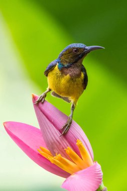 Kuş muz çiçeği (Brown gerdanlı sunbird)