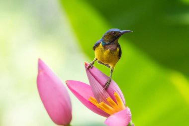 Kuş muz çiçeği (Brown gerdanlı sunbird)
