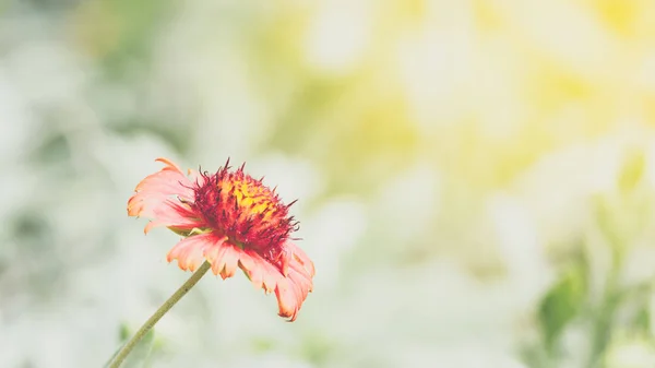 정원에서 꽃 (백 일초, 백 일초 violacea Cav.) — 스톡 사진