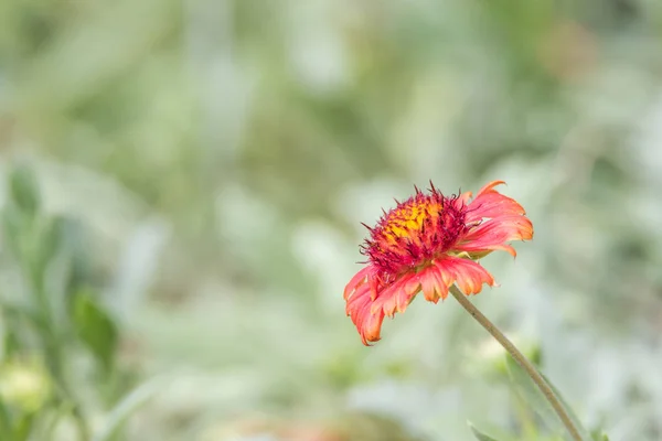 Flor (Zinnia, Zinnia violacea Cav.) en el jardín —  Fotos de Stock