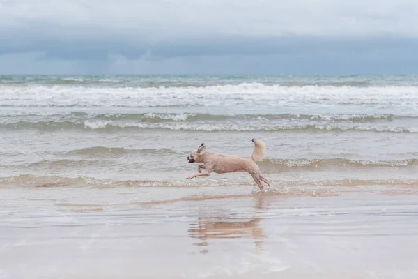 Perro corriendo diversión feliz en la playa cuando viaja en el mar —  Fotos de Stock