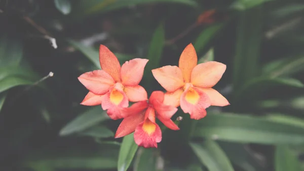 Flor (Orchidaceae o flor de la orquídea ) —  Fotos de Stock