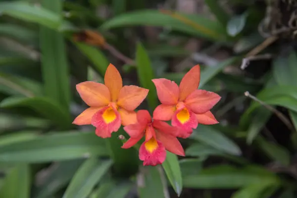 Λουλούδι (Orchidaceae ή ορχιδέα λουλούδι) — Φωτογραφία Αρχείου