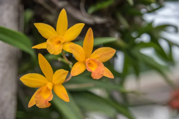 Květ (Orchidaceae nebo květ orchideje) — Stock fotografie