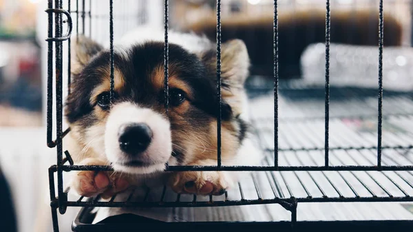Puppy in cage dog with sadness